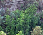 Aerial view of Wollemi Pines in Wild