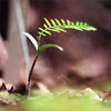 Wollemi Seedling - photo Rick Stevens