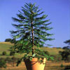 Wollemi Pine in pot