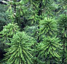 Images of the Wollemi Pine