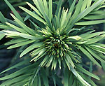 Growing tip of Wollemi Pine